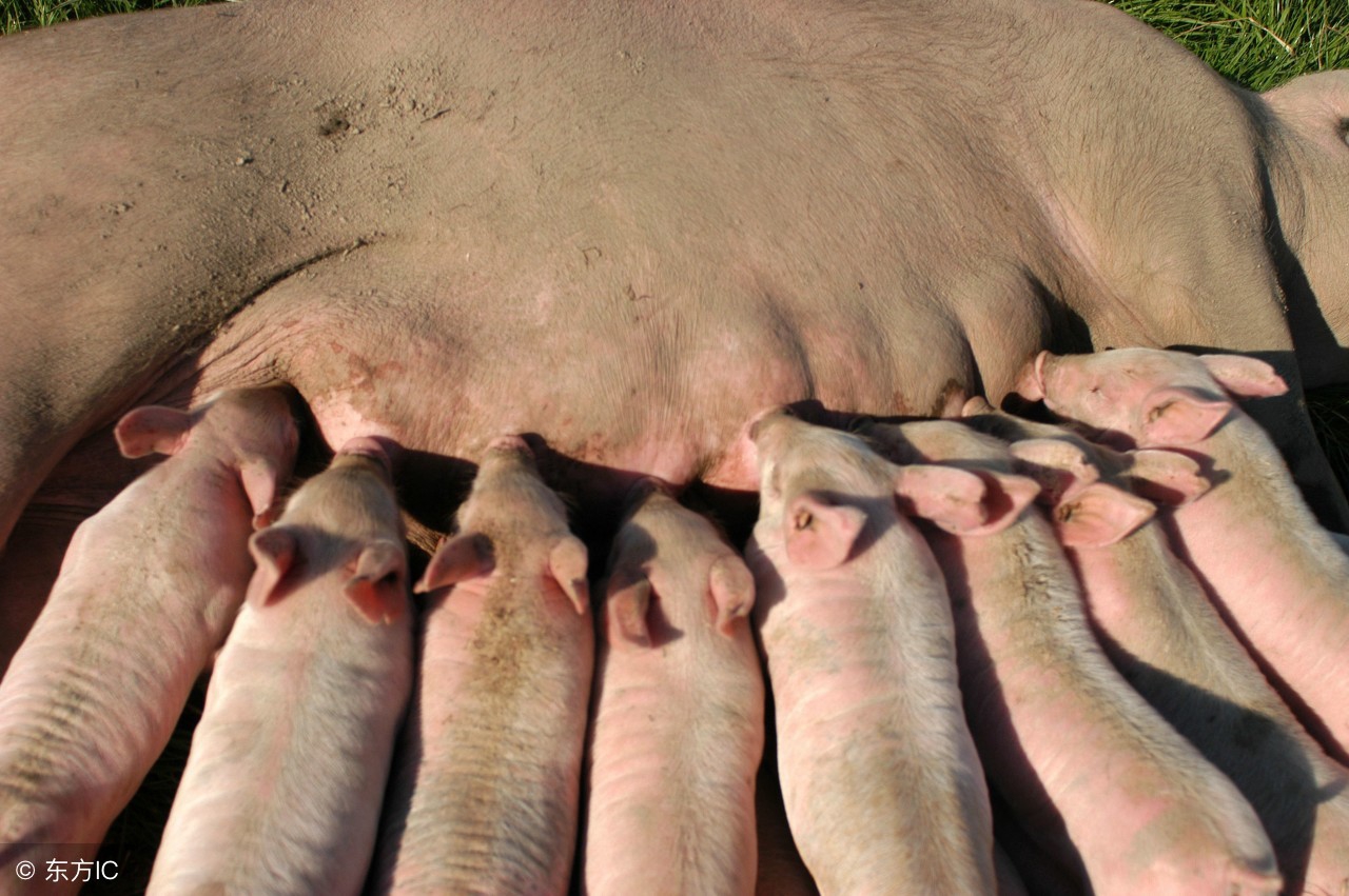 深部输精管使用方法,猪人工深部授精示范