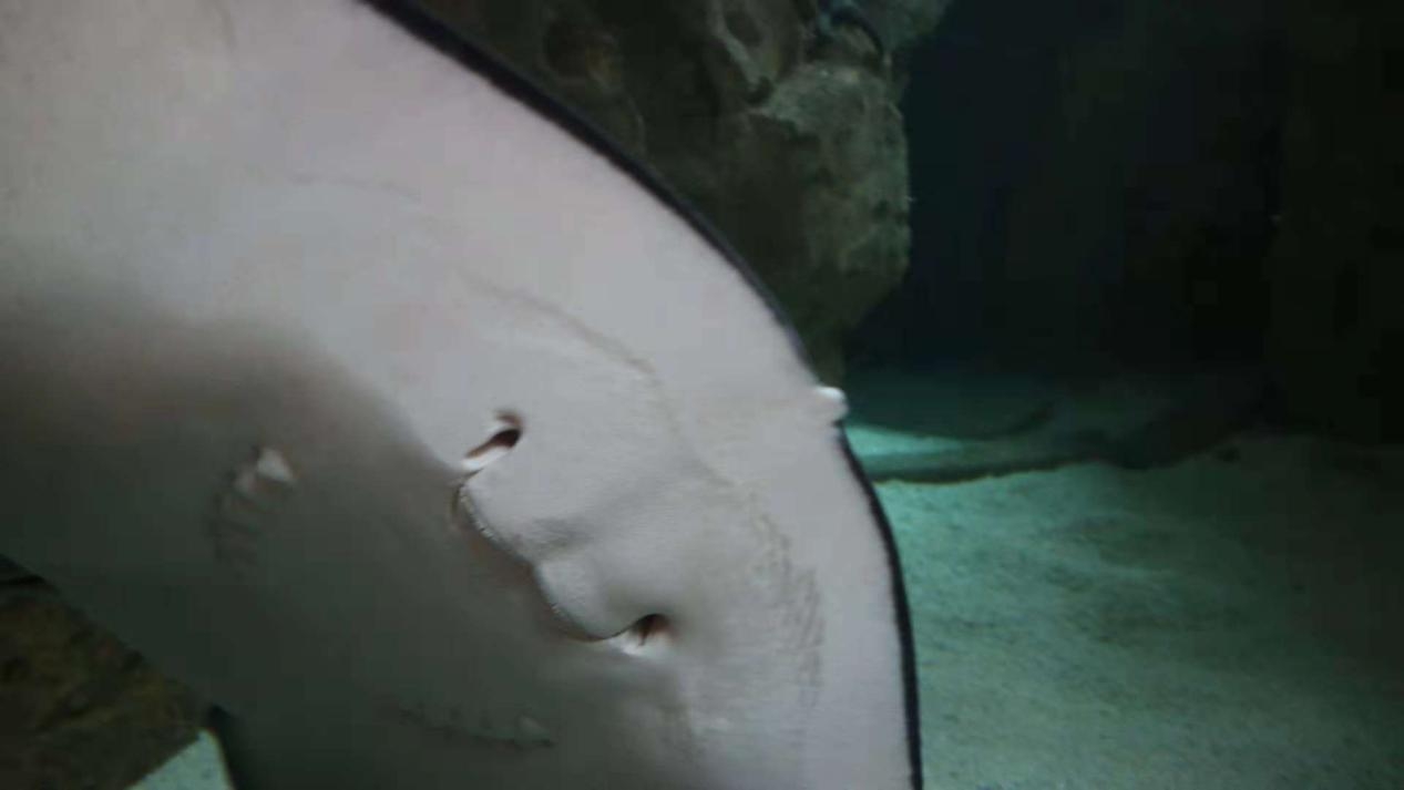 珠海长隆游玩省钱攻略,珠海长隆游玩攻略一天够玩吗