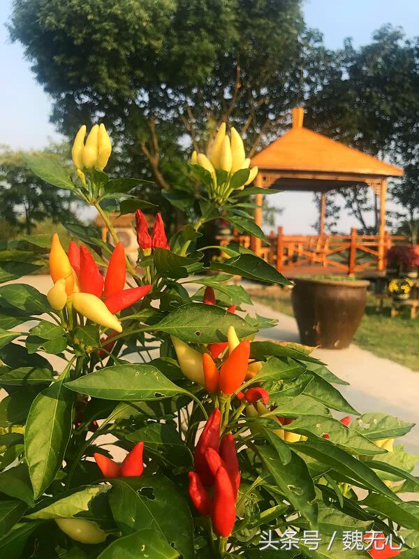 去阳澄湖吃大闸蟹一日游10月份,去阳澄湖吃大闸蟹一日游蟹行天下