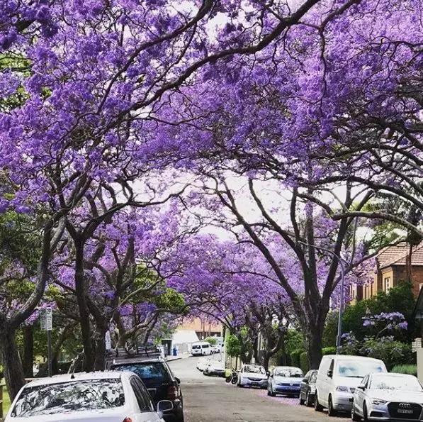 一个保姆游20多个国家，住七星酒店，吃米其林餐厅还拿年薪60万！