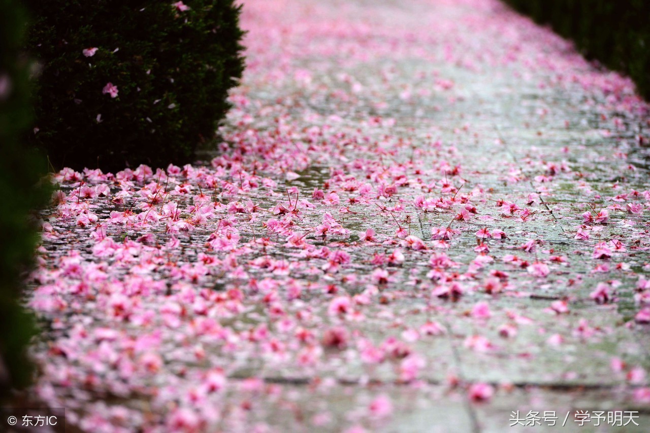江南逢李龟年古诗朗诵视频,江南逢李龟年古诗朗读跟读