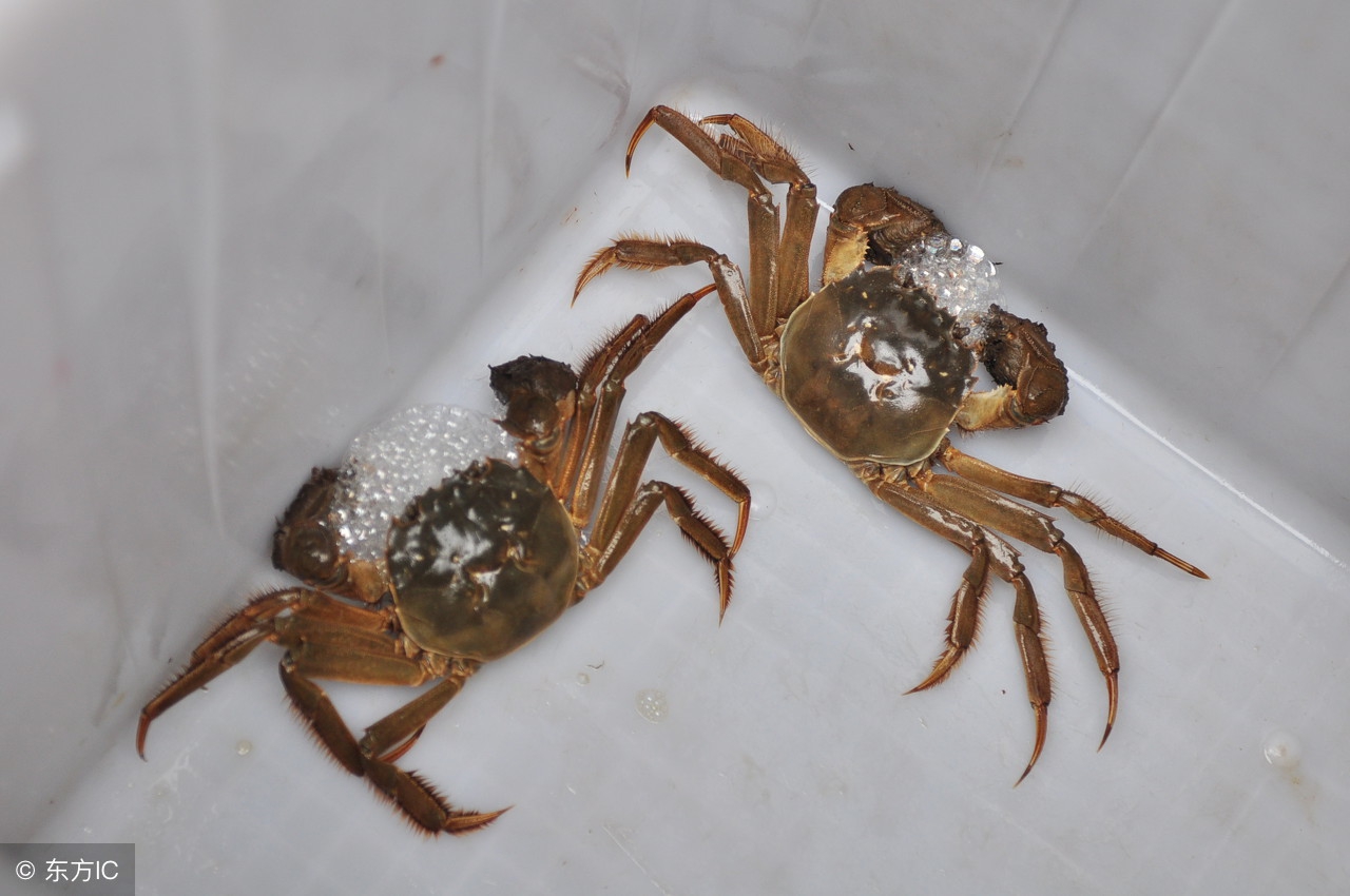 刚死螃蟹放在冷藏还是冷冻,螃蟹怎么存放放冷藏还是冷冻