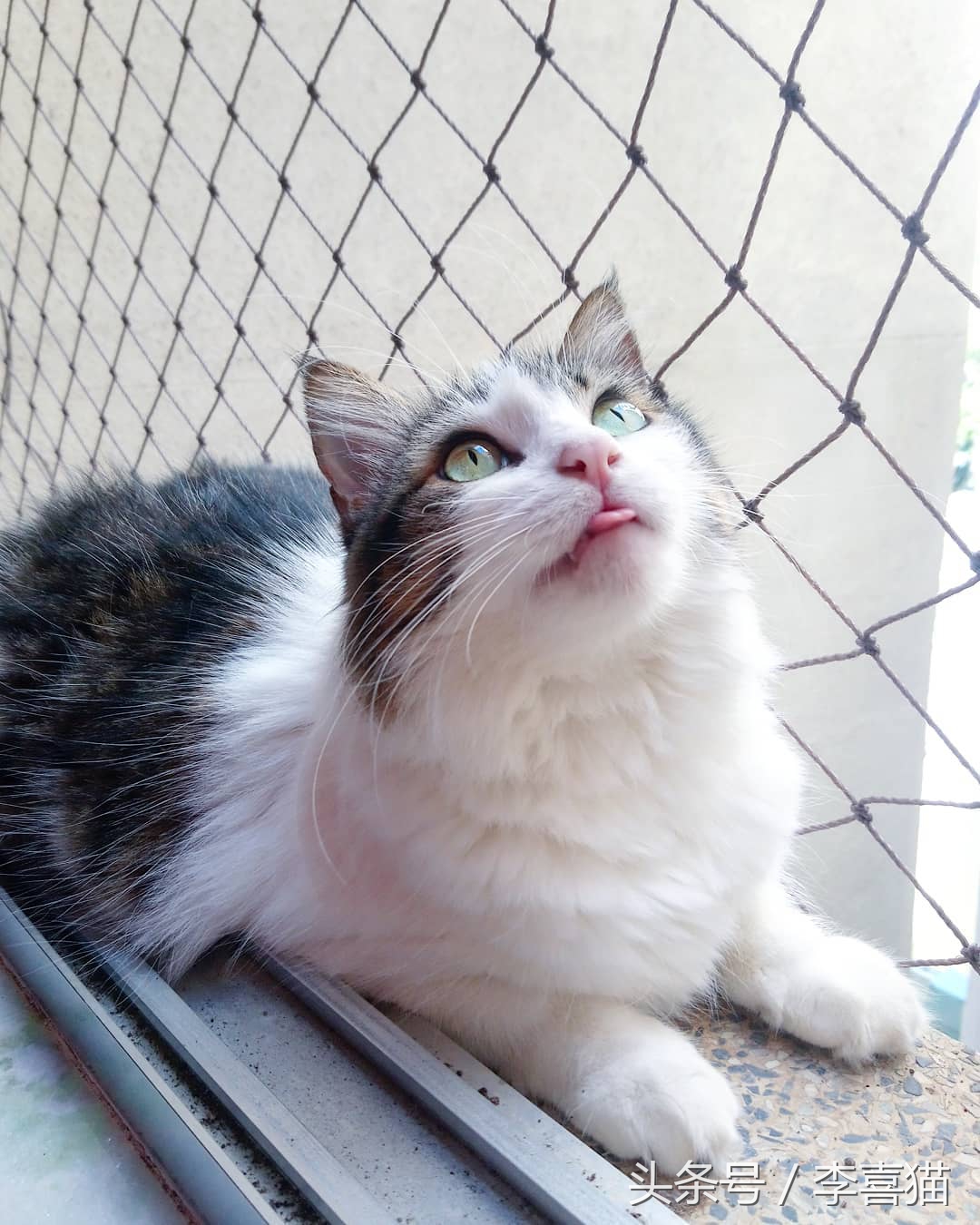 猫咪像狗一样吐舌头正常吗,猫咪怎么像狗一样吐舌头