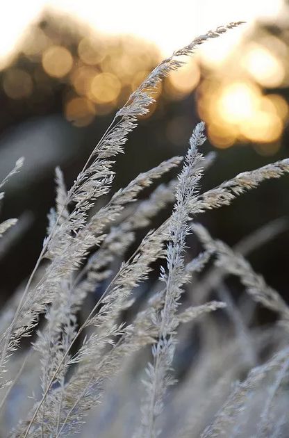 秋风起芦花飞起满天霜,诗词鉴赏秋风起芦花飞