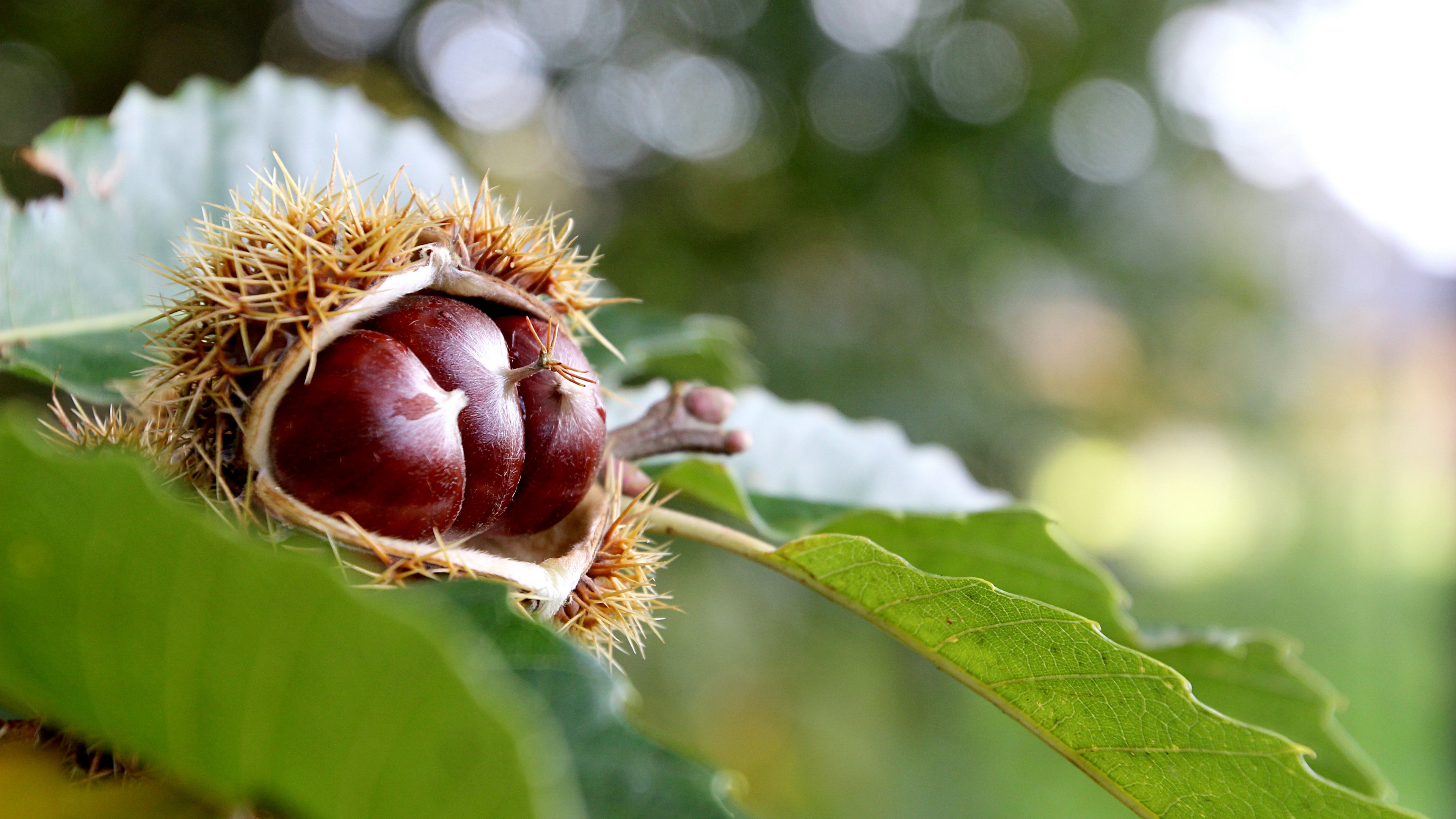 打板栗注意什么,打板栗掉到身上全是刺怎么办