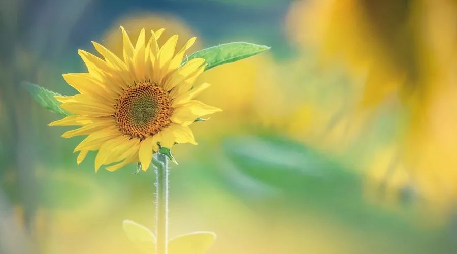 桂花香，残荷，银杏，宁波的秋天