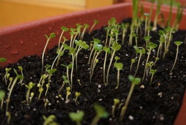 促进蔬菜生长的秘诀,蔬菜长得细缺什么肥料