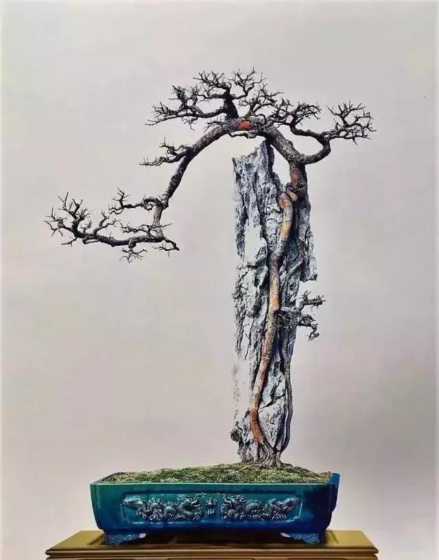 百看不厌的盆景欣赏,盆景欣赏难得一见的绝美盆景艺术