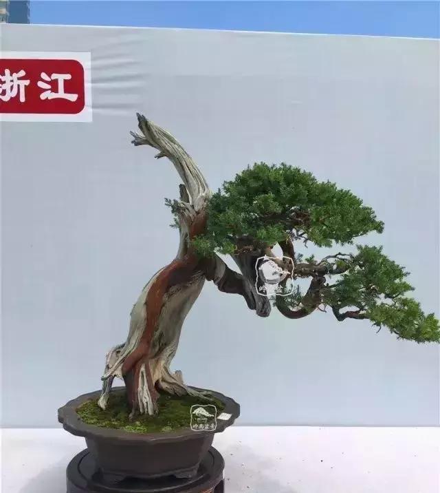 百看不厌的盆景欣赏,盆景欣赏难得一见的绝美盆景艺术