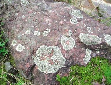 地球上最原始最古老的植物群落,盘点地球上10大最神奇的古老植物