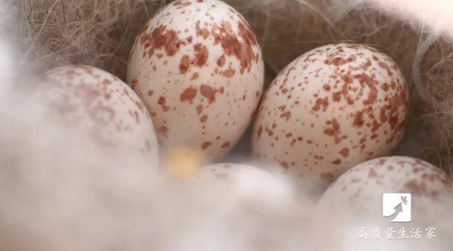 吃了这么多年鸡蛋,鸡蛋不能吃的10种蛋