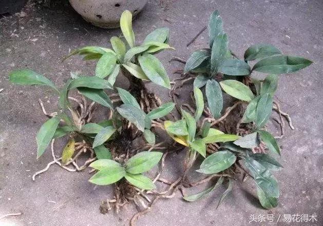 兔耳兰野生兰花什么时候开花,文山州兔耳兰展上的精品兰花