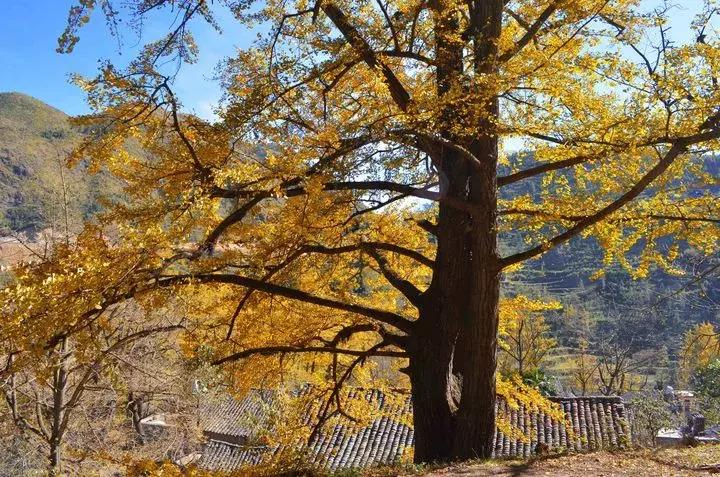 最佳银杏观赏地是哪儿,银杏观赏地点在哪里