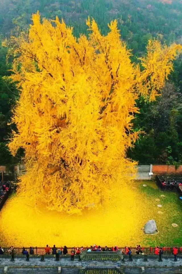 最佳银杏观赏地是哪儿,银杏观赏地点在哪里