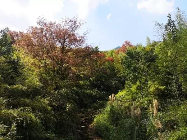 竹海国庆旅游记,竹海风景区国庆节