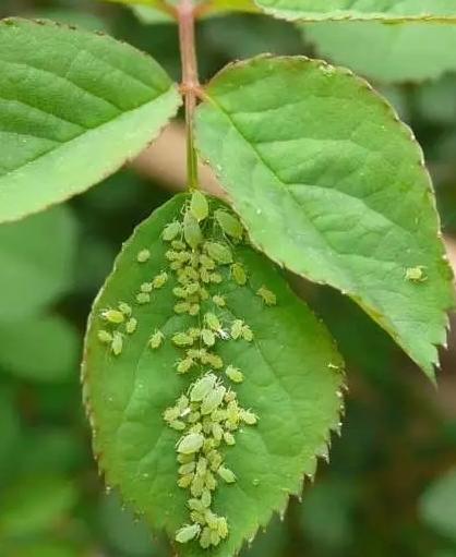 花儿生虫了用什么杀虫好,花儿生虫怎么办打什么药