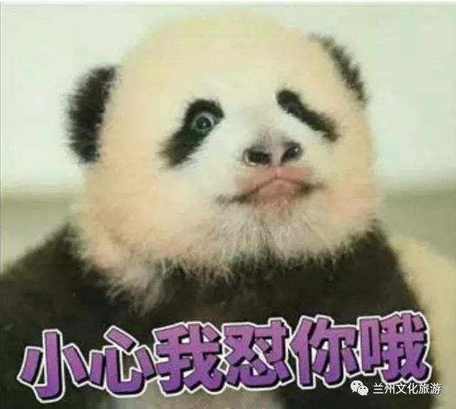 兰州哪里能看大熊猫,兰州能看大熊猫吗