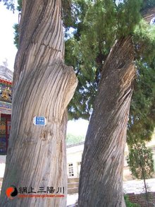 樊梨花生平事迹20字,樊梨花生平事迹