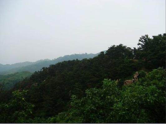 寿山石之荔枝冻,寿山石荔枝冻石特点