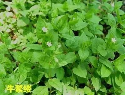 草田杂草实图及名称,地里的野菜不认识拍照片怎么查