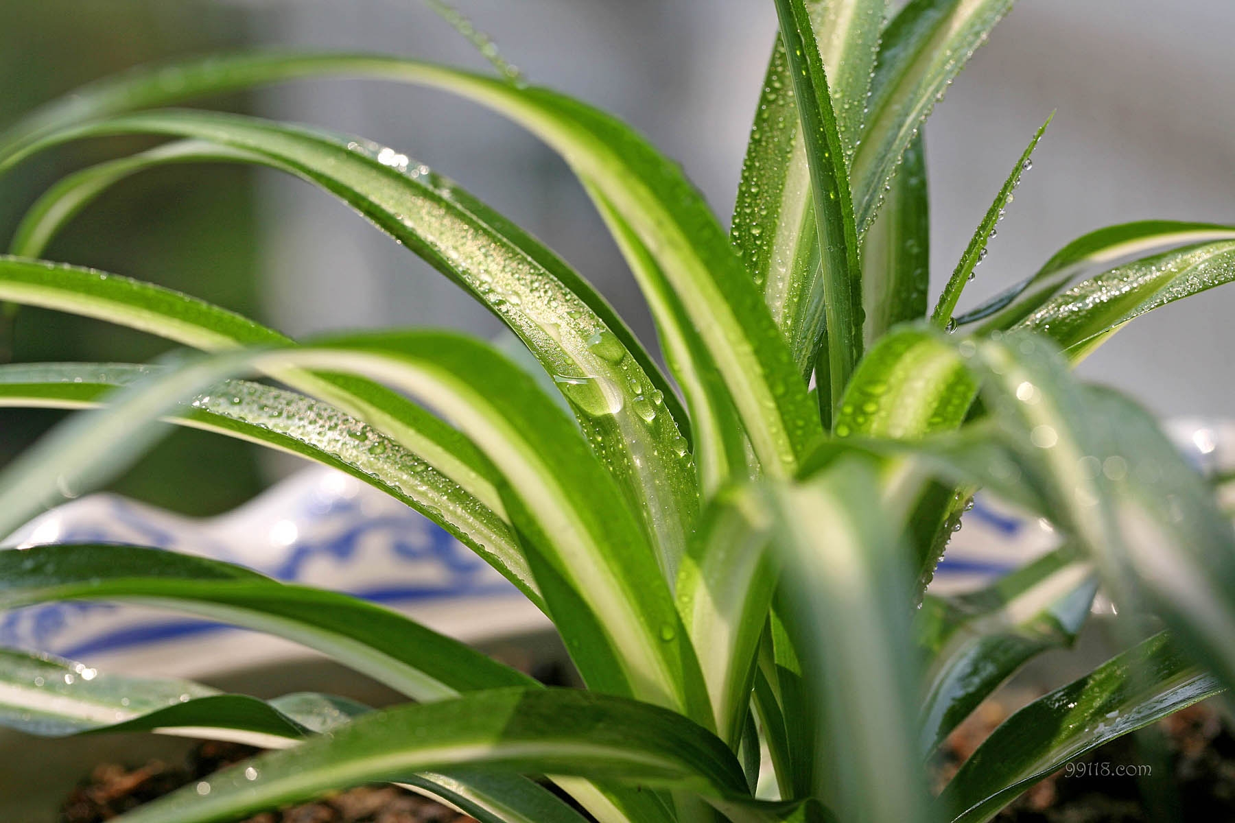 吊兰如何养不黄叶,什么办法让吊兰不黄叶