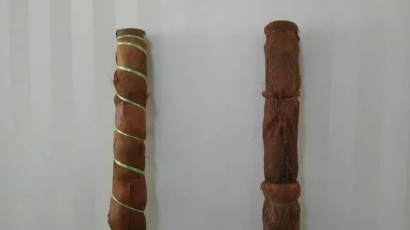 大绿萝要怎么养叶子才变大,大叶绿萝叶子小了怎样让它变大