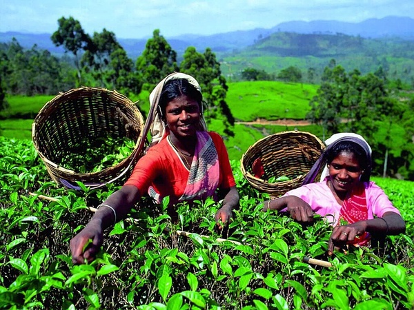 国外红茶排行榜前十名最好喝的茶,红茶出名的地方