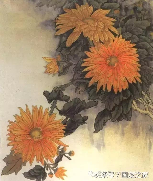国画工笔菊花的画法视频,线描菊花画谱