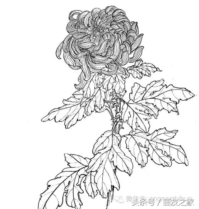 国画工笔菊花的画法视频,线描菊花画谱