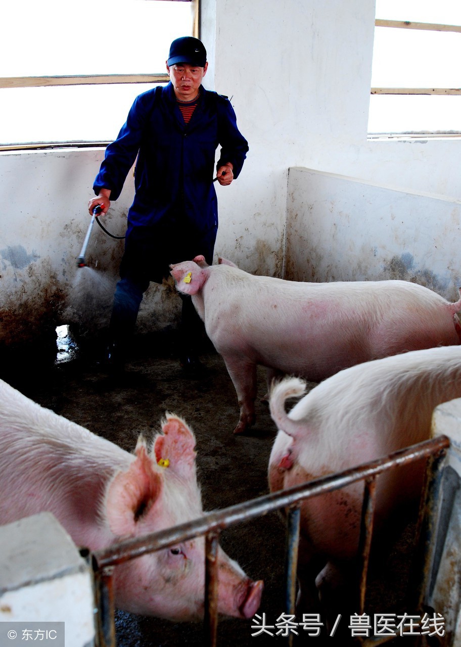 猪场常用5类驱虫药，对“虫”下“药”，方能见效！