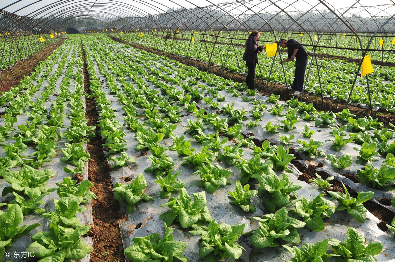 种植蔬菜的虫子怎么来的,种蔬菜有虫怎么办
