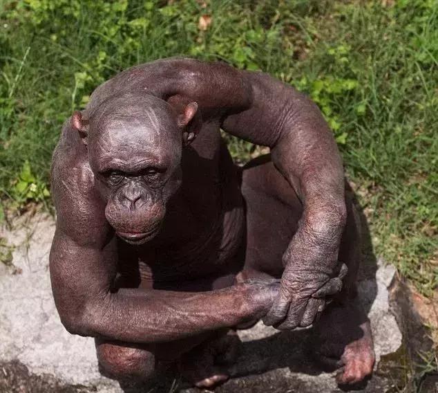 从猿进化到人的原因,从猿进化成人类的原因是什么