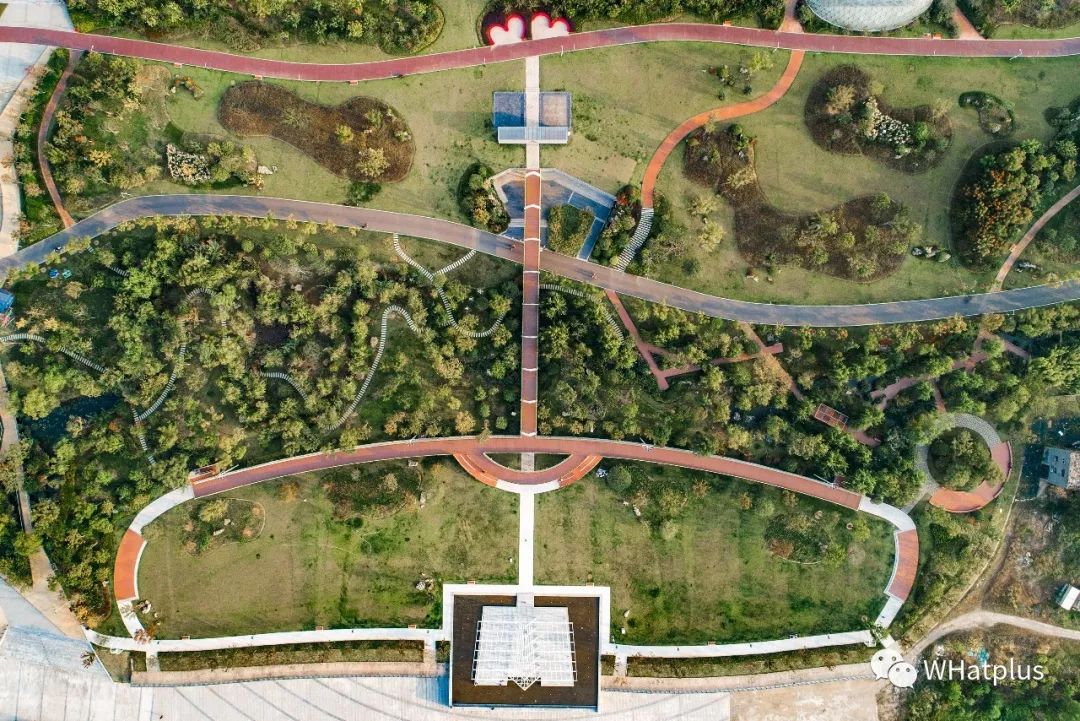 武汉汉口江滩芦苇花,秋高气爽去汉口江滩赏花