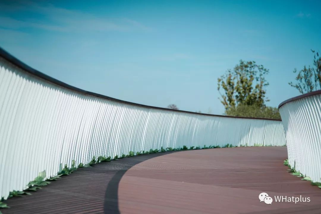 武汉汉口江滩芦苇花,秋高气爽去汉口江滩赏花