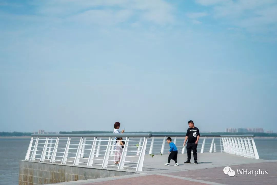 武汉汉口江滩芦苇花,秋高气爽去汉口江滩赏花