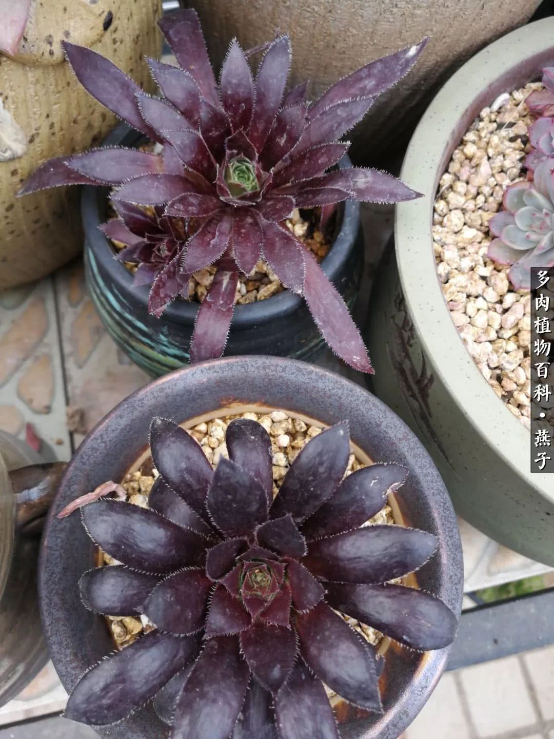 多肉法师什么季节摘心最好,多肉法师全锦好吗