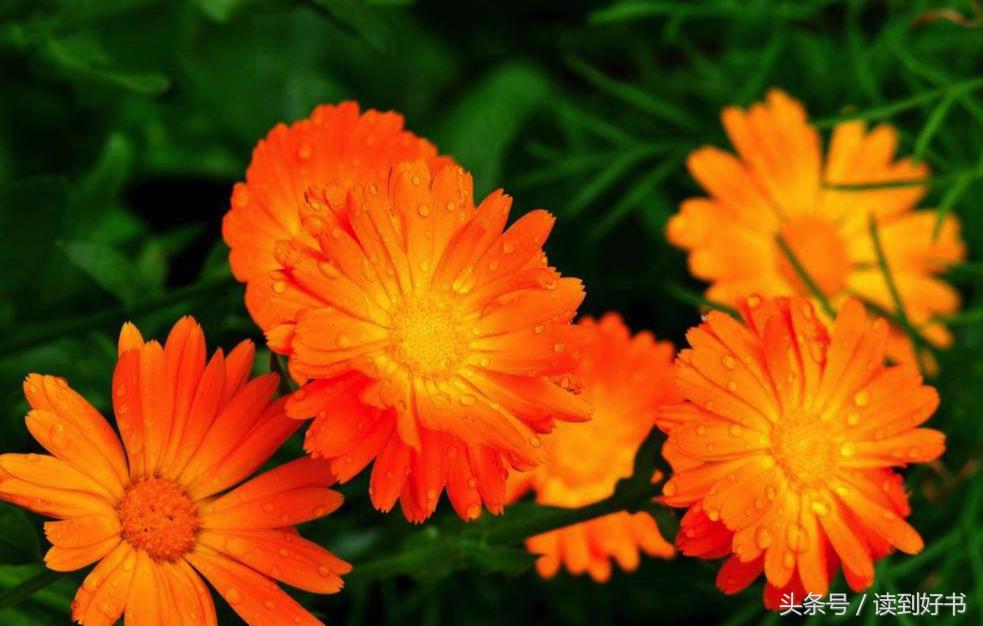 各种花的寓意及花语代表爱,黄玫瑰代表着哪些花语和寓意