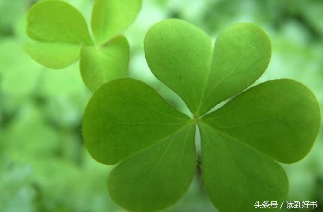 各种花的寓意及花语代表爱,黄玫瑰代表着哪些花语和寓意