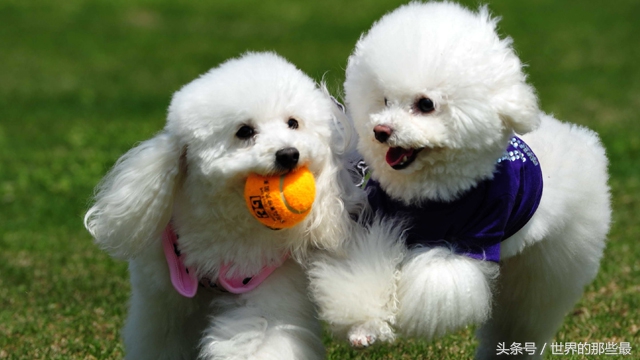 世界上最聪明的10种狗,世界上最聪明的五种狗狗排名