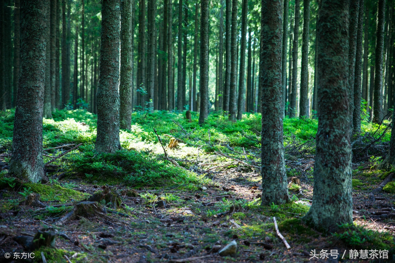 茶亲，你怕是对“灌木”有啥子误解