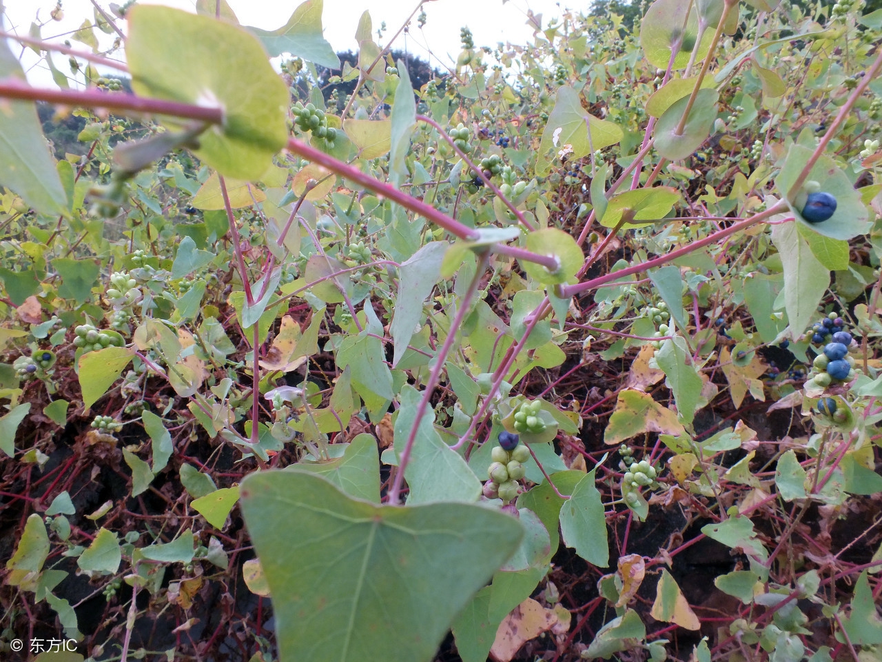 农村一种野草，果子可以吃，叶子带在身上可避蛇，人称“蛇*退倒**”