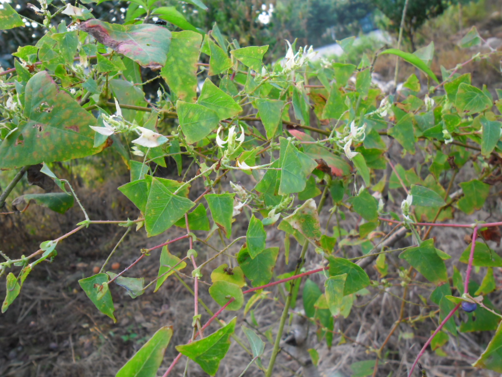 农村一种身上带刺常伤人恶草，农民看到就拔掉，殊不知可治蛇伤