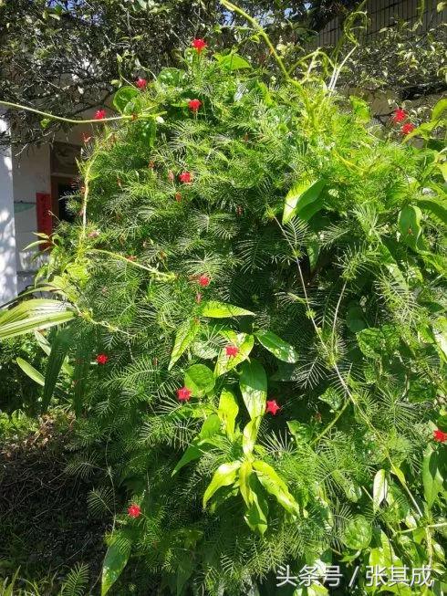 歙县中医馆,歙县国医馆