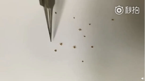 幼儿睫毛根部长虫是怎么回事,小孩眼睫毛有虫子