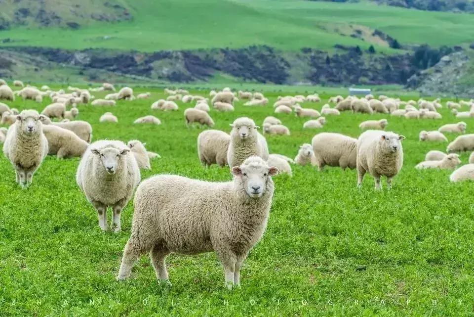 欧洲游客税最新政策,新西兰游客税多少