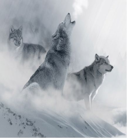 人物志｜七匹狼周永伟：闽派服装的“头狼”