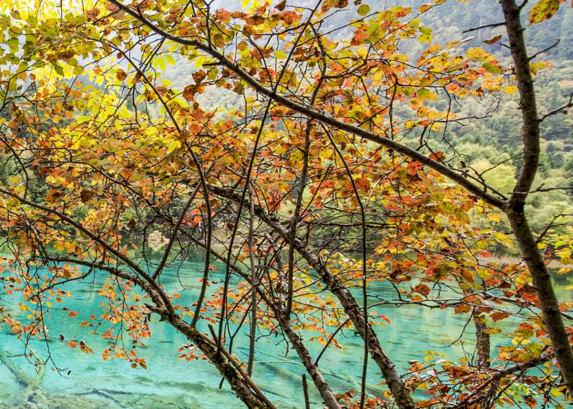 九寨和黄龙旅行,九寨黄龙峨眉乐山