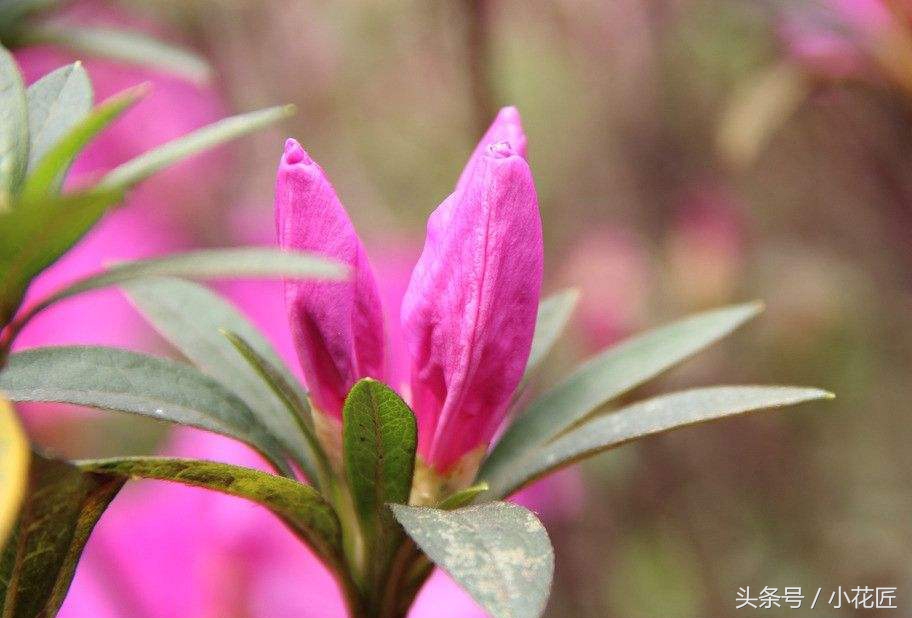 怎么正确的养殖杜鹃花,日本杜鹃花的养殖方法