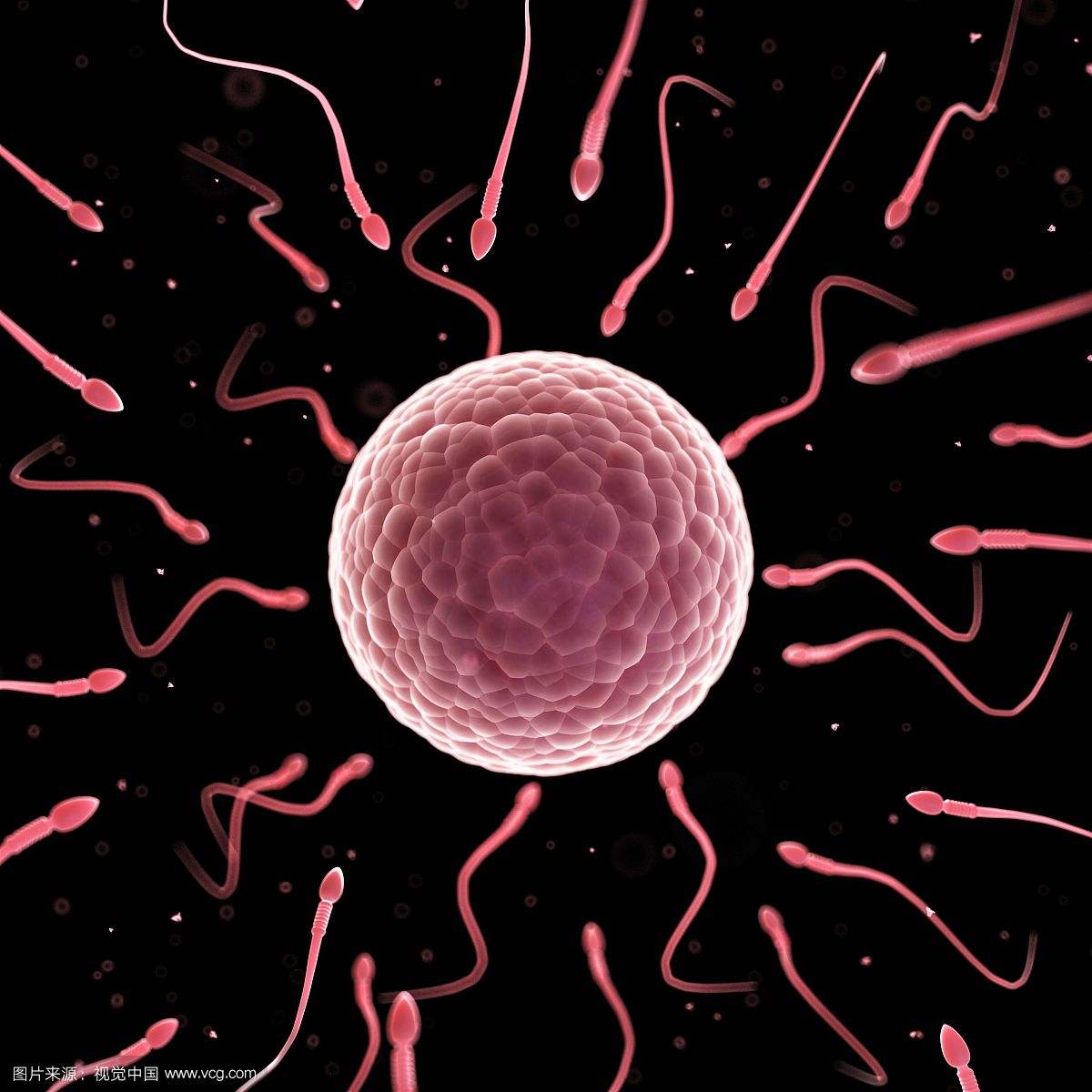 科普怀孕孩子发育,怀孕的真实科普