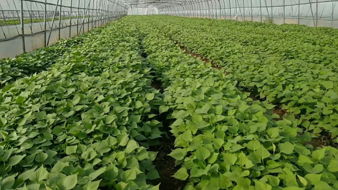 古法手工地瓜干,自然风干地瓜干